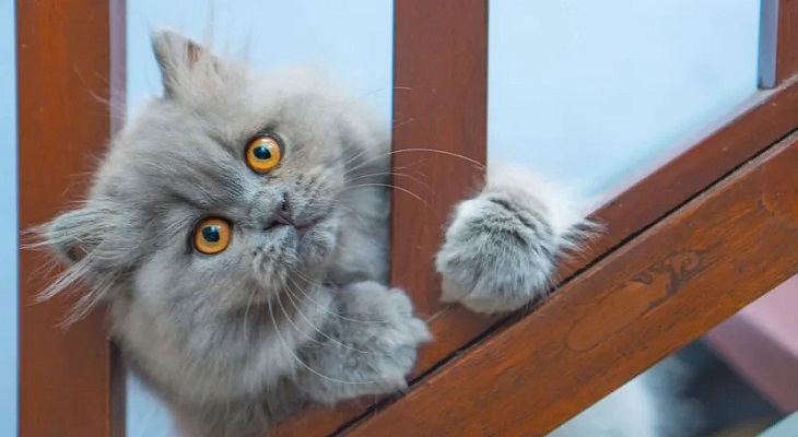 بهترین غذاها برای پرشین کت ها